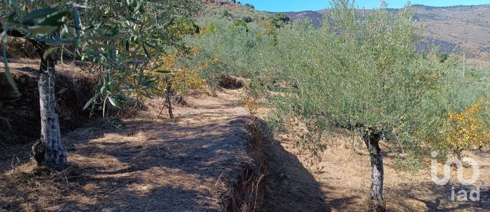 Terreno Agrícola em Freixo de Espada à Cinta e Mazouco de 6 000 m²