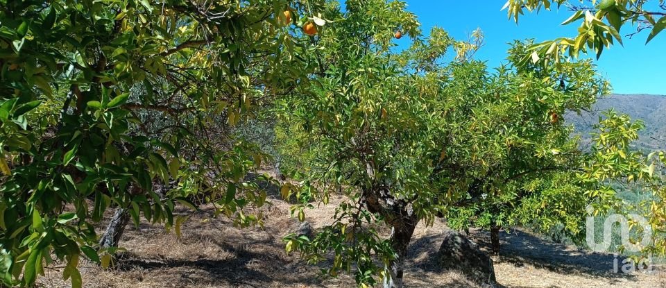 Terreno Agrícola em Freixo de Espada à Cinta e Mazouco de 6 000 m²