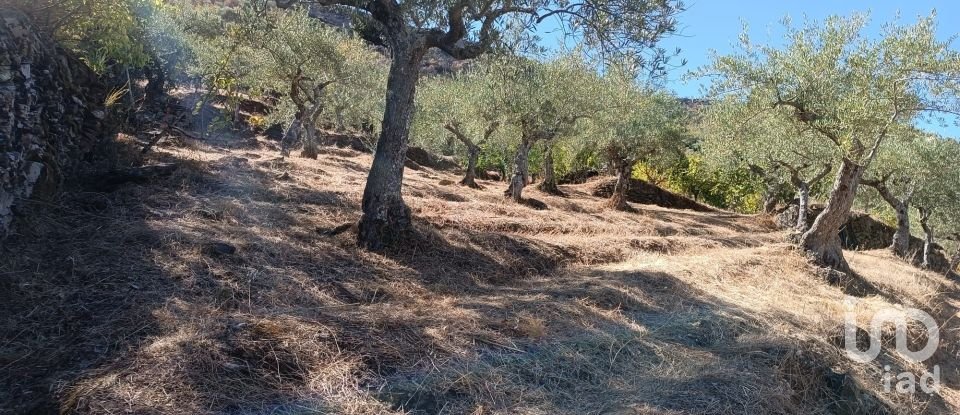 Terreno Agrícola em Freixo de Espada à Cinta e Mazouco de 6 000 m²