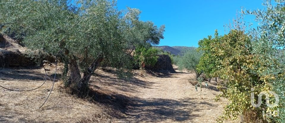 Terreno Agrícola em Freixo de Espada à Cinta e Mazouco de 6 000 m²