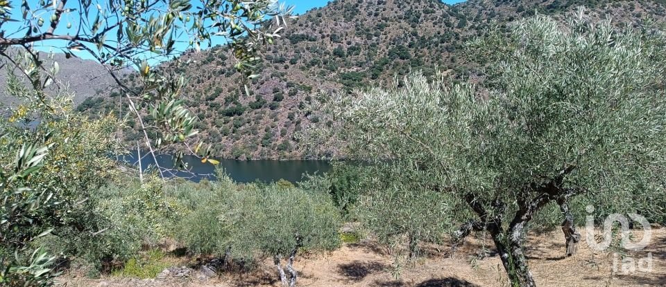 Terreno Agrícola em Freixo de Espada à Cinta e Mazouco de 6 000 m²