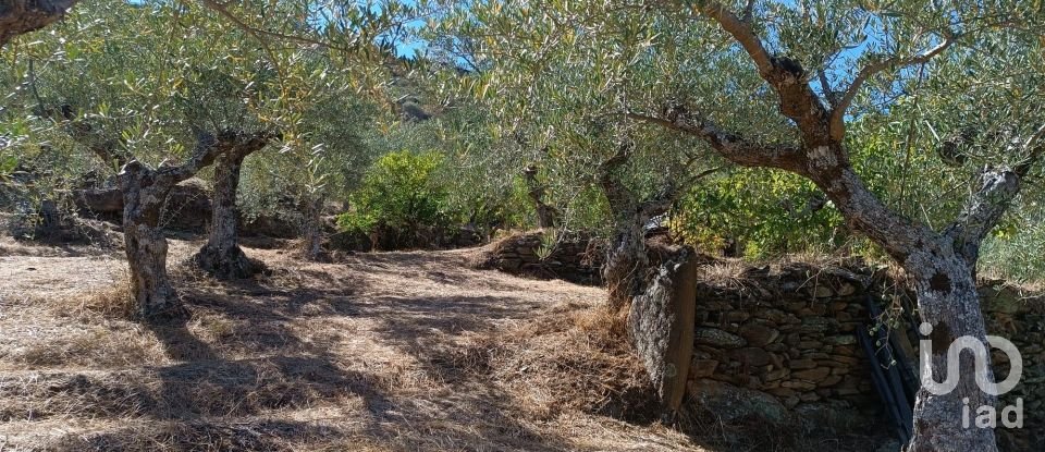 Terreno Agrícola em Freixo de Espada à Cinta e Mazouco de 6 000 m²