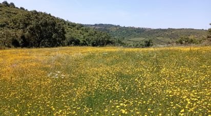 Agricultural land in Igreja Nova e Cheleiros of 3,125 m²