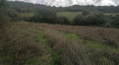 Agricultural land in Igreja Nova e Cheleiros of 3,125 m²