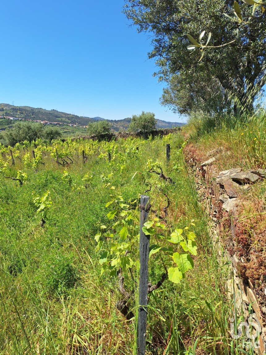 Terreno em Tabuaço de 1 650 m²