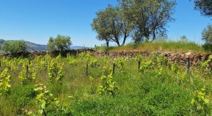 Terreno em Tabuaço de 1 650 m²