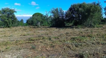 Terreno em Sesimbra (Castelo) de 5 000 m²