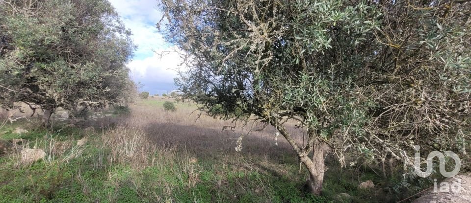 Agricultural land in Lagoa e Carvoeiro of 9,720 m²