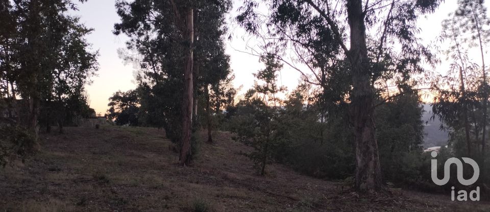 Terreno em Santo isidoro e livração de 4 200 m²