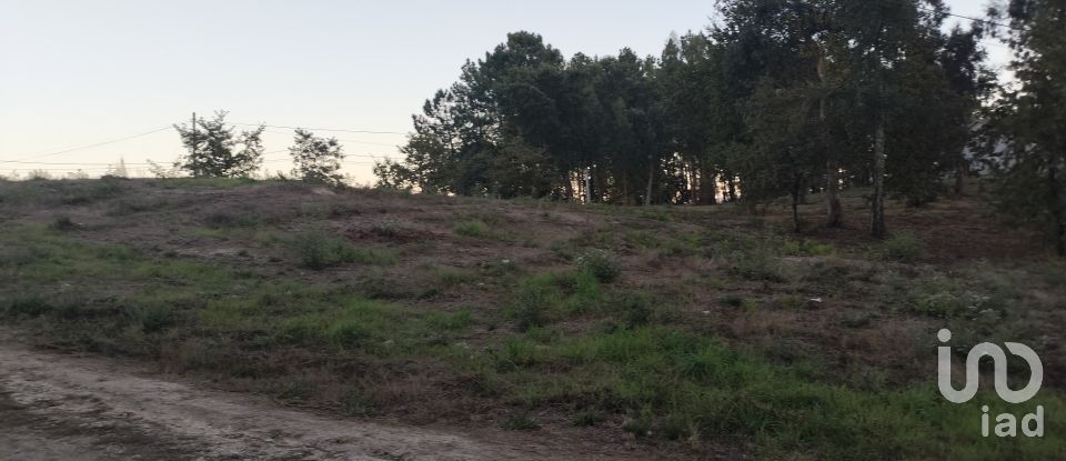 Terreno em Santo isidoro e livração de 4 200 m²