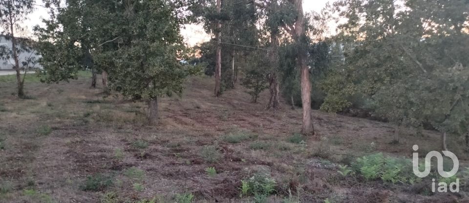 Terreno em Santo isidoro e livração de 4 200 m²