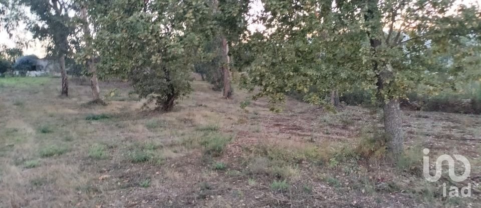 Terreno em Santo isidoro e livração de 4 200 m²