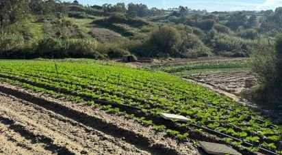 Terreno Agrícola em Atouguia da Baleia de 10 840 m²