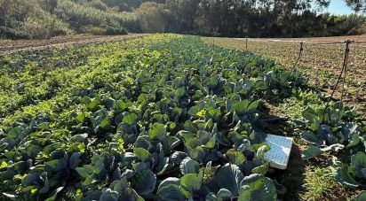 Terreno Agrícola em Atouguia da Baleia de 10 840 m²