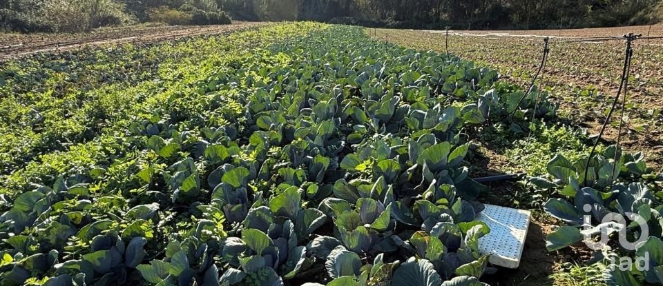 Terreno Agrícola em Atouguia da Baleia de 10 840 m²