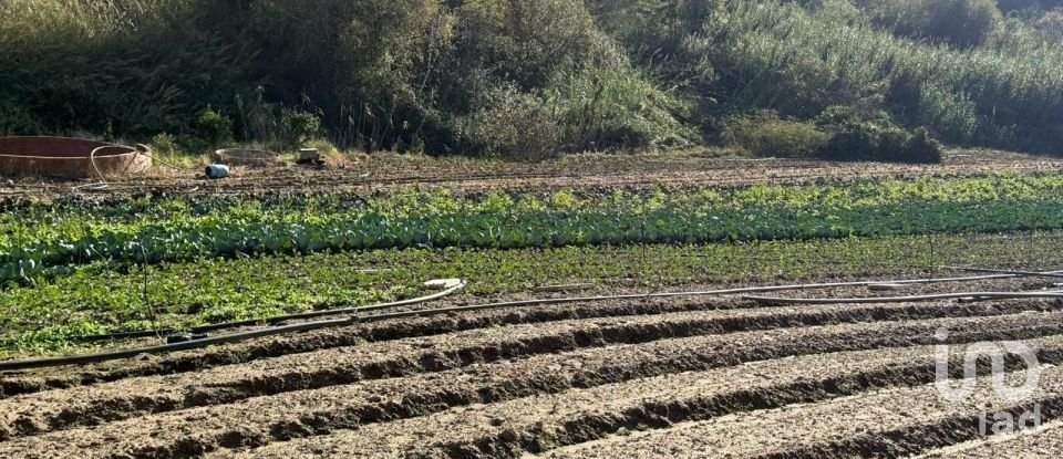 Terreno Agrícola em Atouguia da Baleia de 10 840 m²