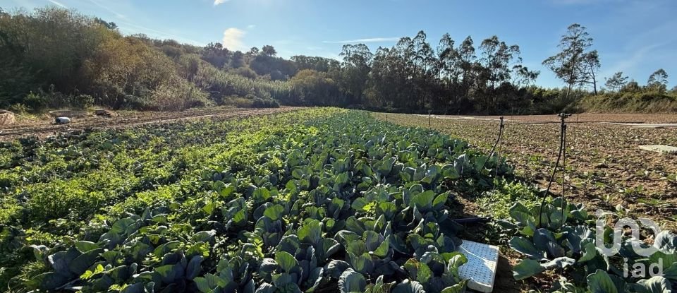 Terreno Agrícola em Atouguia da Baleia de 10 840 m²