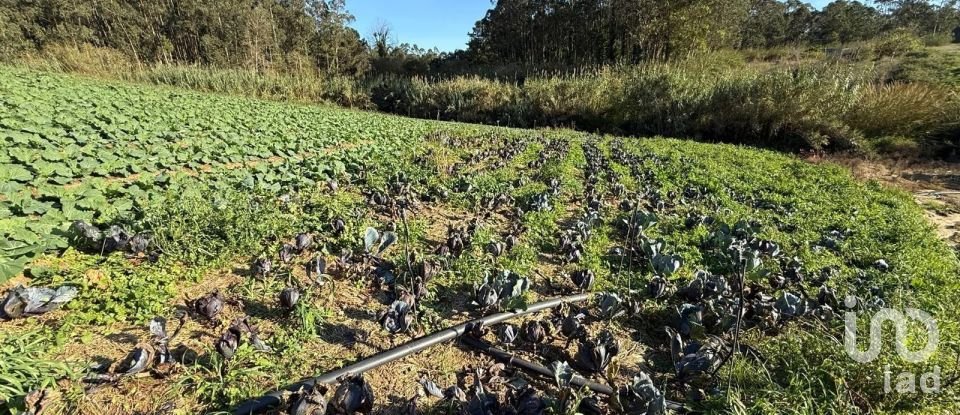 Terreno Agrícola em Atouguia da Baleia de 10 840 m²