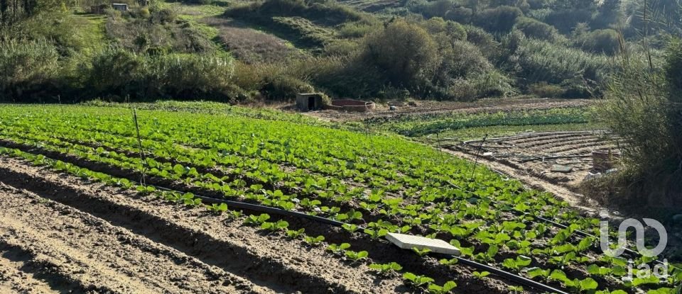 Terreno Agrícola em Atouguia da Baleia de 10 840 m²