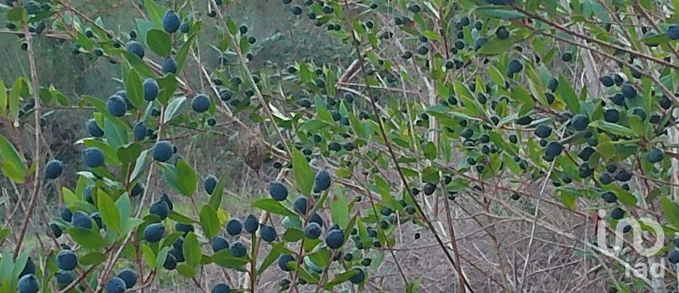 Terreno em Canas de Senhorim de 540 m²