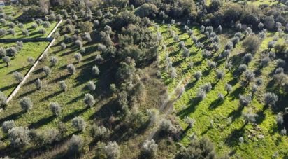 Terreno em Areias e Pias de 1 040 m²