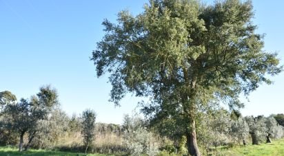 Terreno em Areias e Pias de 1 040 m²