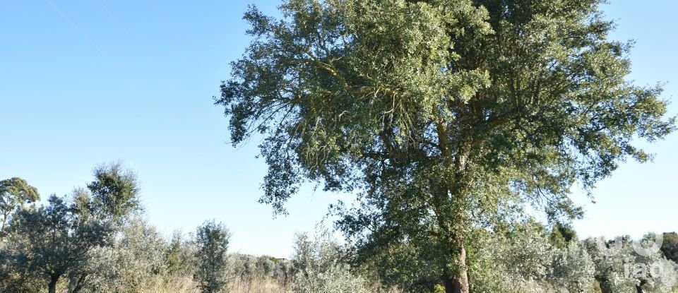 Terreno em Areias e Pias de 1 040 m²