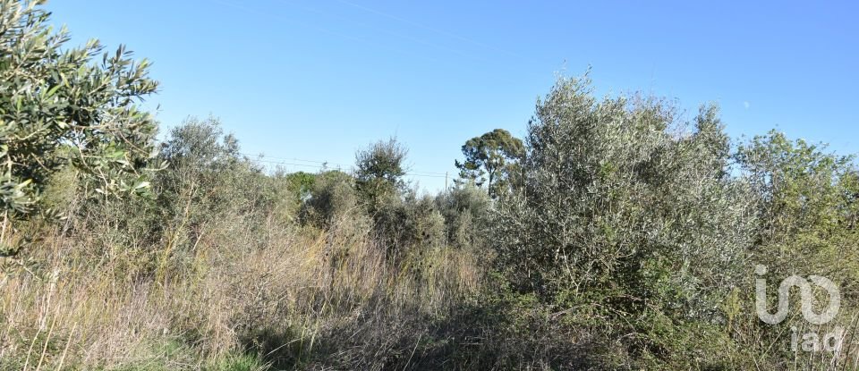 Terreno em Areias e Pias de 1 040 m²