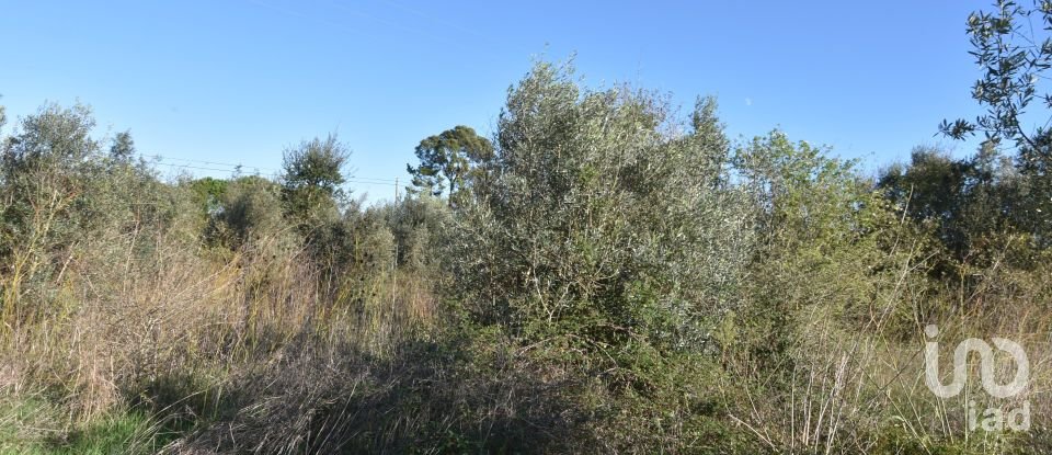 Terreno em Areias e Pias de 1 040 m²