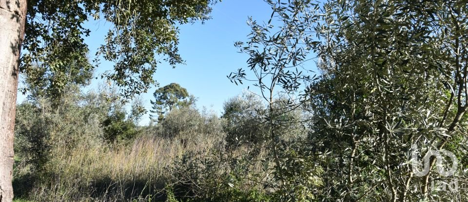 Terreno em Areias e Pias de 1 040 m²