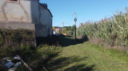 Terreno em São João da Ribeira e Ribeira de São João de 16 160 m²