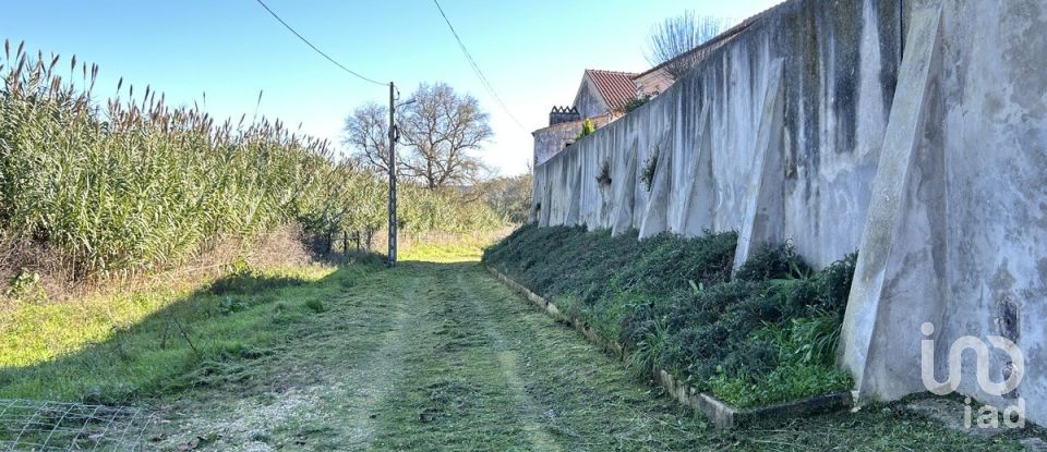 Terreno em São João da Ribeira e Ribeira de São João de 16 160 m²