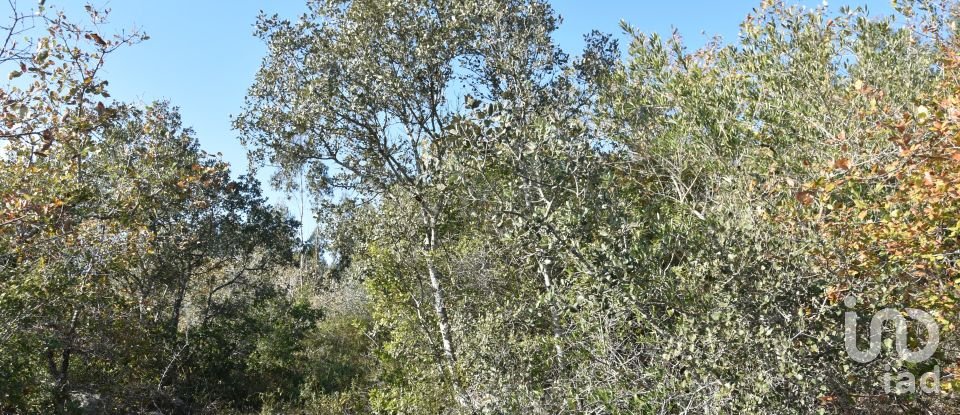 Terreno em Chãos de 1 600 m²