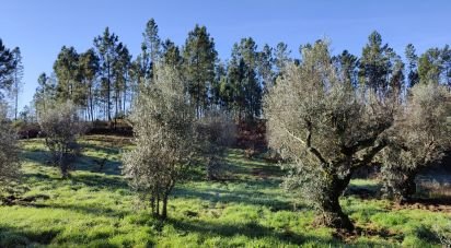 Terreno em Cernache do Bonjardim, Nesperal e Palhais de 3 900 m²