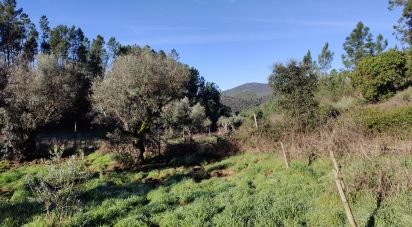 Terreno em Cernache do Bonjardim, Nesperal e Palhais de 3 900 m²