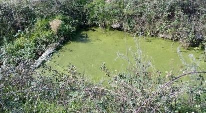 Terreno em Peraboa de 130 000 m²